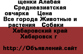щенки Алабая (Среднеазиатская овчарка) › Цена ­ 15 000 - Все города Животные и растения » Собаки   . Хабаровский край,Хабаровск г.